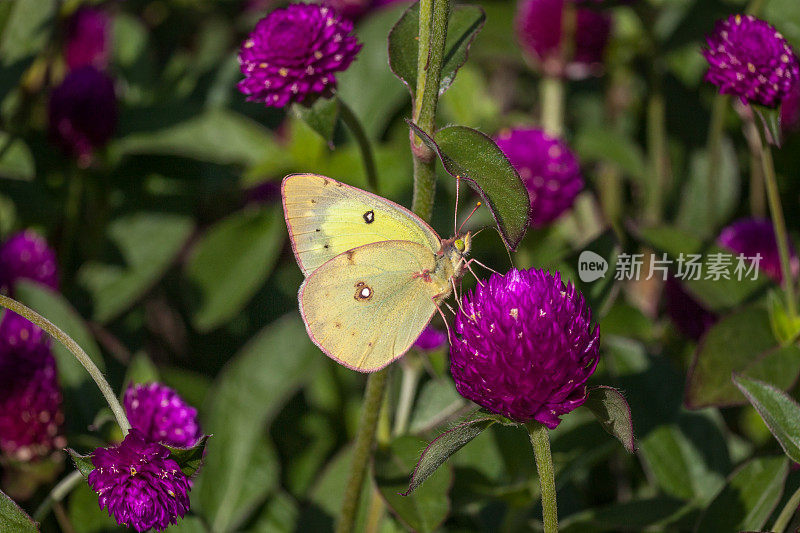 Coliade du trèfle， (Colias philodice)，普通硫磺。Gomphrena globosa‘乒乓紫’。